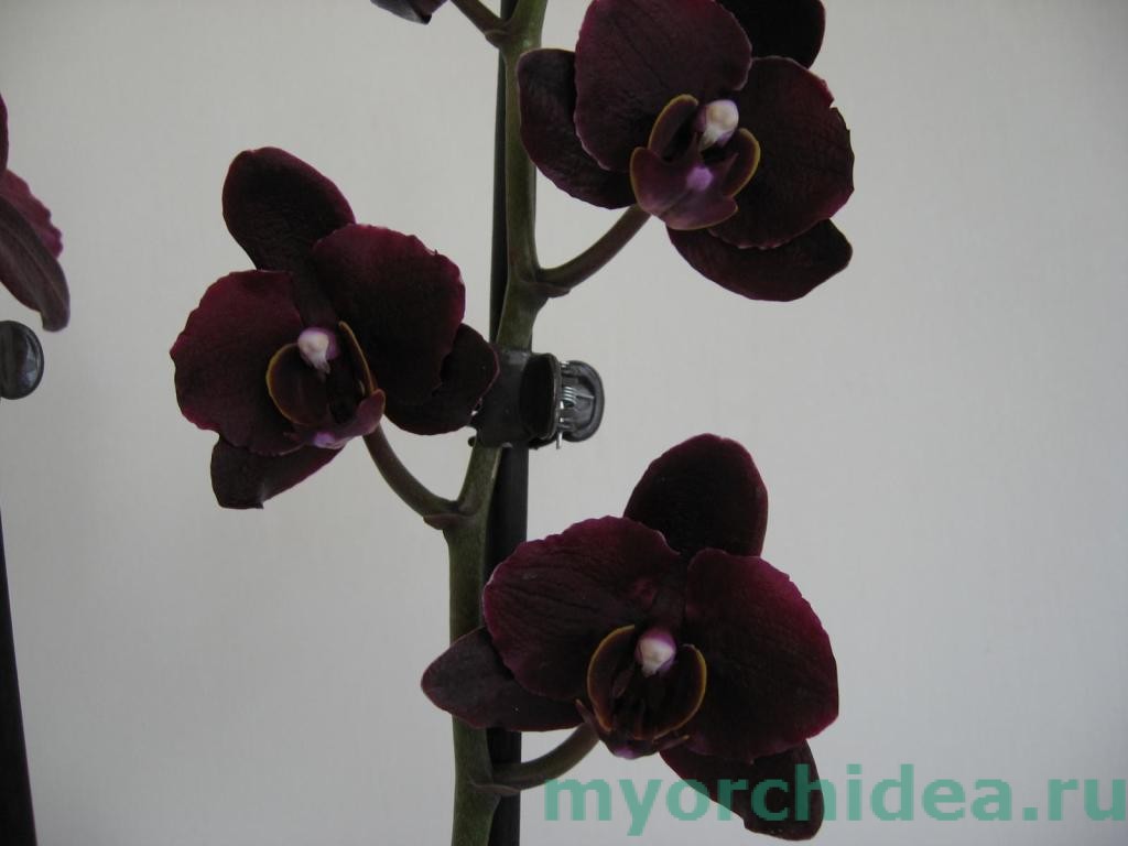 chernaya-orhideya-foto-1024x768