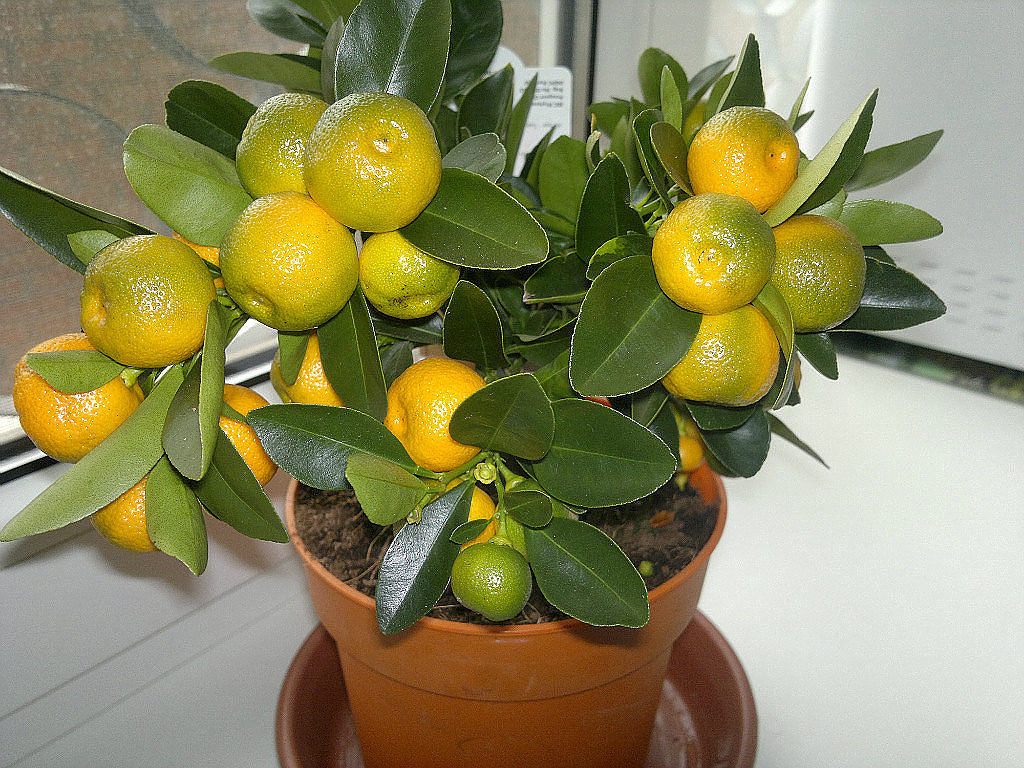 Комнатный лимон мандарин