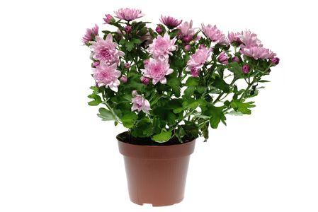 Chrysanthemum in a pot isolated on white background