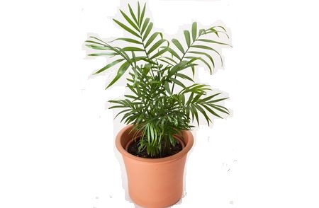 Parlor Palm or Neanthe Belle Palm (Chamaedorea elegans)