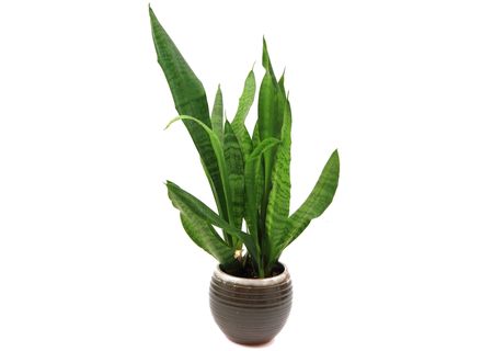Sansevieria plant isolated on the white background