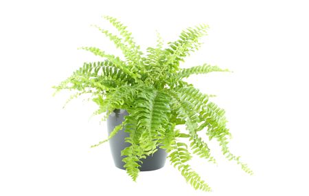 Close-up of Nephrolepis in a pot. Isolated on white background