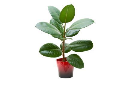 rubber plant (ficus), isolated on white