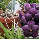 orhideya_vanda2_2-150x150